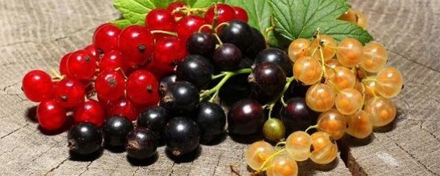 Врач-педиатр Маркова назвала черную и красную смородину самыми полезными для детей ягодами