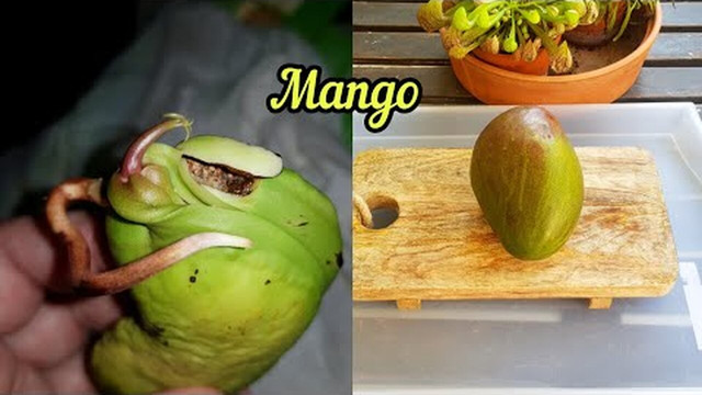 Лучшие природные питательные вещества для манговых деревьев
