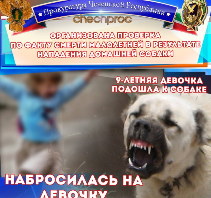 ЧЕЧНЯ. В чеченской столице проходит проверка по факту гибели  9-летней девочки от нападения собаки