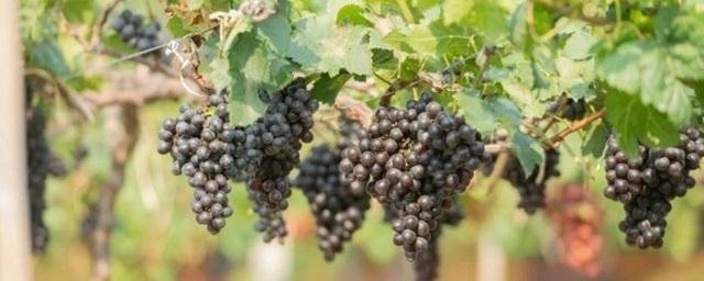 ИНГУШЕТИЯ. В Ингушетии ожидается рост урожая винограда в 1,5 раза
