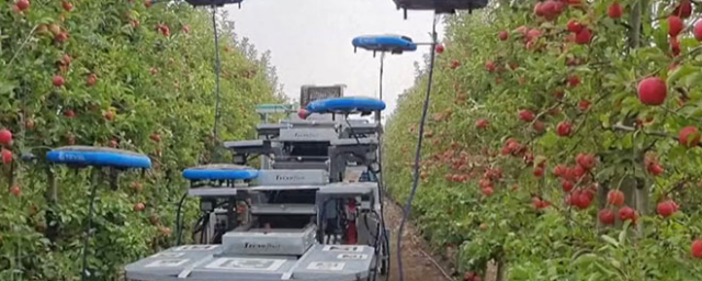 Израильские инженеры изобрели дроны для сбора плодов с веток деревьев - видео