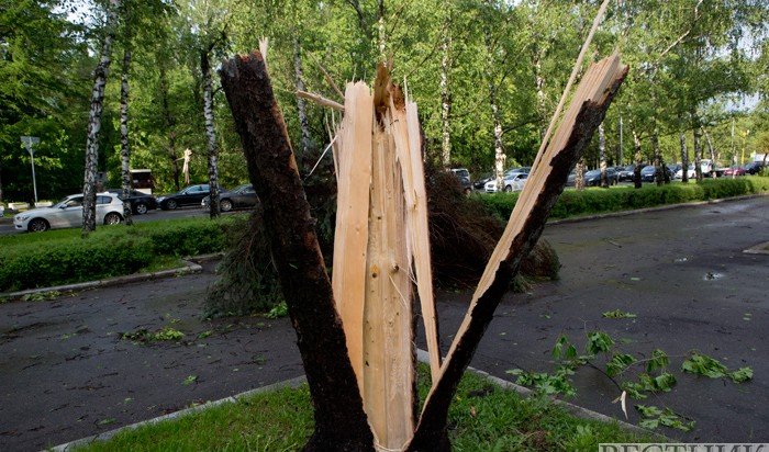 КЧР. В Черкесске дерево убило мужчину