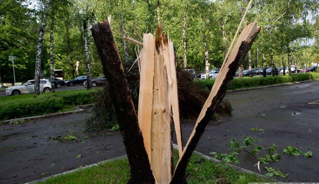 КЧР. В Черкесске дерево убило мужчину