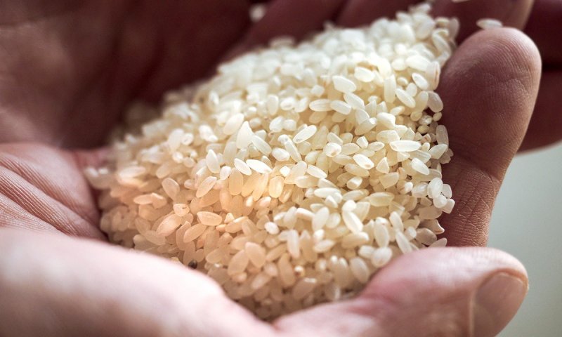 Правительство РФ временно запретило запретила вывоз риса