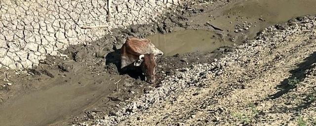 СТАВРОПОЛЬЕ. На Ставрополье трактором вытянули корову, которая четыре дня находилась в оросительном канале