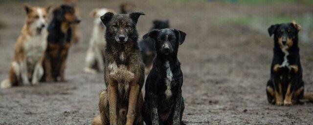 СТАВРОПОЛЬЕ. Ультразвуковой отпугиватель собак начали тестировать в Железноводске