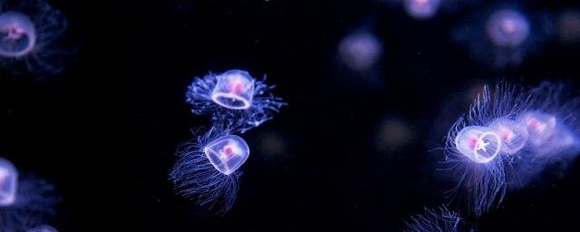 The Biologist: ученые обнаружили в Мировом океане потенциально бессмертную медузу