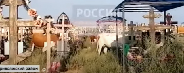 АСТРАХАНЬ. Под Астраханью бесхозные коровы разрывают могилы на новом городском кладбище