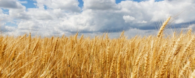 ИНГУШЕТИЯ. Ингушетия собрала в этом сезоне приблизительно столько же зерна, как и в прошлом году