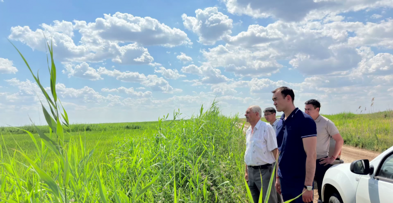 КАЛМЫКИЯ. Рисоводческие хозяйства республики надеются на урожай риса