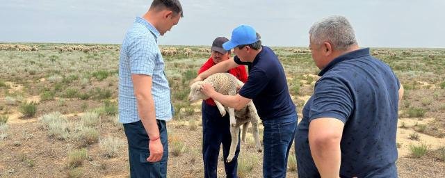 КАЛМЫКИЯ. В Калмыкии стартовало строительство откормочного комплекса на 5 тысяч овец