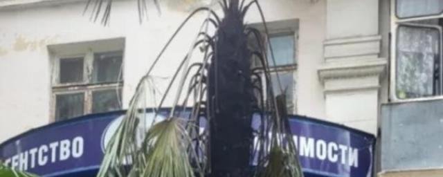 КРАСНОДАР. В Туапсе разыскивают подростков, которые подожгли пальму