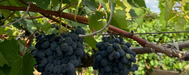 КРЫМ. В Крыму стартовал сбор столовых сортов винограда