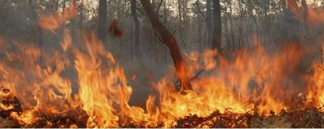 РОСТОВ. Из-за лесного пожара в Орловском районе ввели режим ЧС