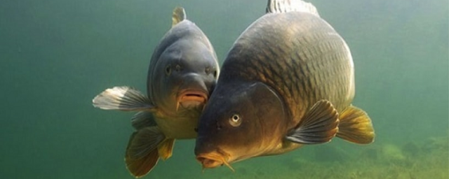 РОСТОВ. Эколог Лебедев назвал причину дефицита рыбы в прудах Ростовской области