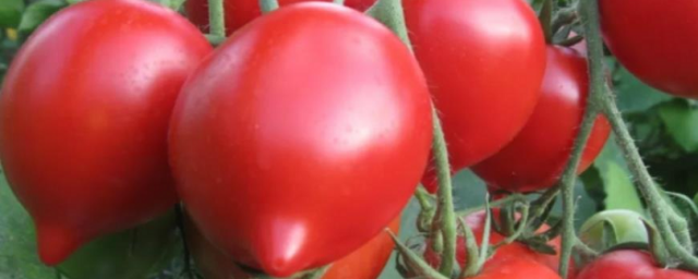 РОСТОВ. В Ростовской области кривянские помидоры атаковал опасный вирус