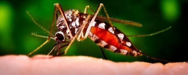 Ученые предложили лишать комаров слуха, чтобы предотвратить их размножение