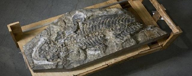 Австралийские ученые обнаружили скелет древней амфибии возрастом 240 млн лет