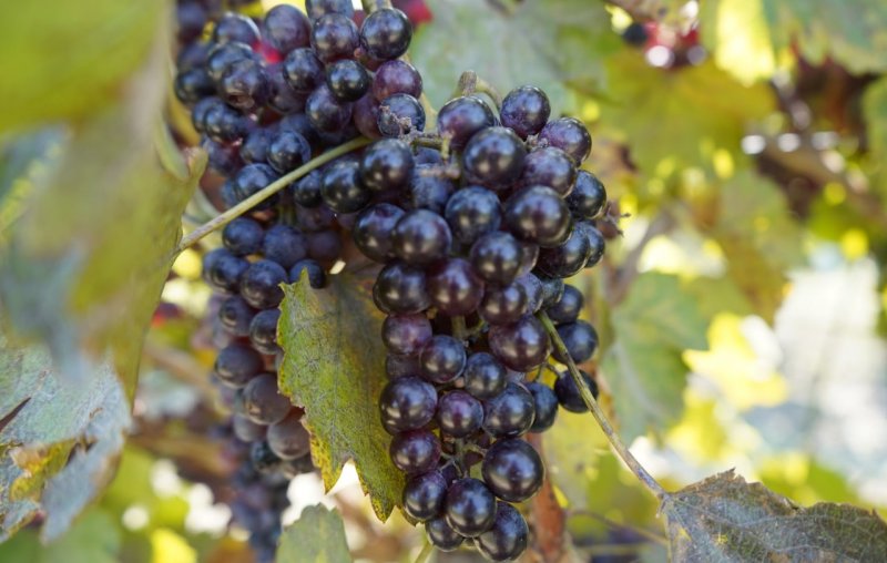 ЧЕЧНЯ. В ЧР планируют собрать около 8 тысяч тонн винограда