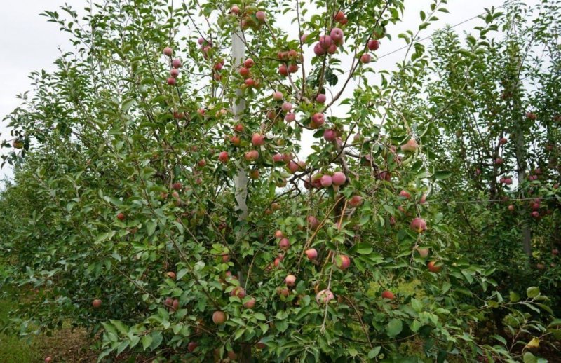 ЧЕЧНЯ. В регионе собрали 280 тонн осенних яблок
