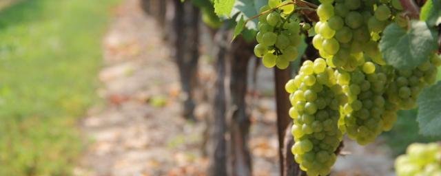 ДАГЕСТАН. В этом году в Дагестане выросли траты на поддержку виноградарства на 18%