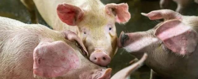 КРАСНОДАР. Более 10 тысяч свиней уничтожат в Краснодарском крае из-за вспышки чумы