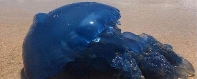 КРАСНОДАР. На пляже под Анапой на берег выбросило нетипичную для Черного моря огромную синюю медузу