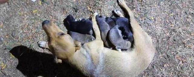 КРАСНОДАР. В Лабинске спасатели вытащили из-под бетонной плиты собаку со щенками