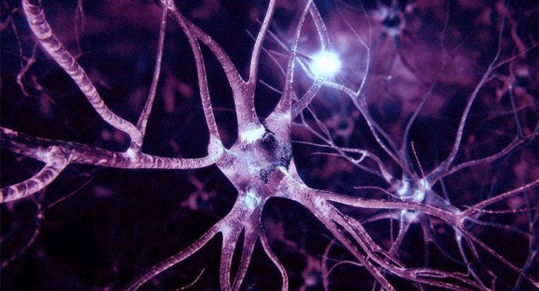 Ученые обнаружили ранее неизвестные клетки в головном мозге