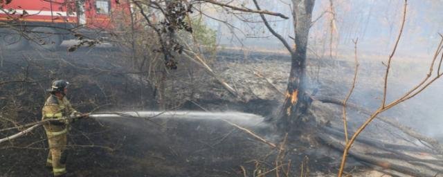 ВОЛГОГРАД. В Волгоградской области спасатели отвоевали у огня 40 га леса