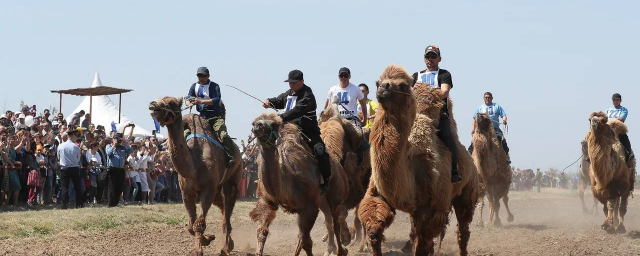 АСТРАХАНЬ. В селе Три Протока 14 октября на Агрофестивале состоятся верблюжьи бега, ярмарка, скачки и тракторное шоу