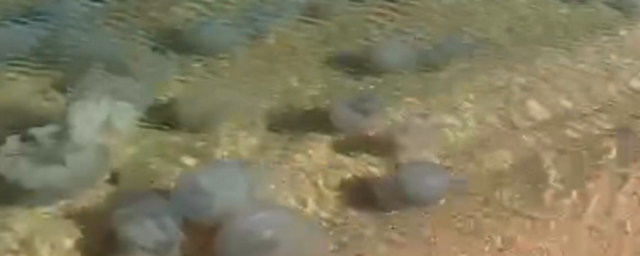 КРАСНОДАР. Из-за осолонения воды Азовское море заполнили полчища медуз