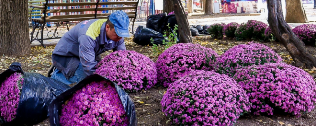 КРЫМ. В симферопольских парках начали высаживать хризантемы