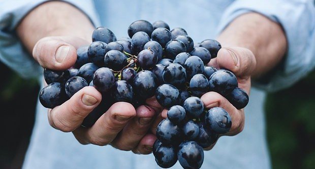 Виноград помогает сохранить зрение в пожилом возрасте