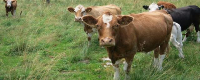 ВОЛГОГРАД. Более 60 жителей Волгоградской области оштрафовали за выпас скота в зоне госграницы