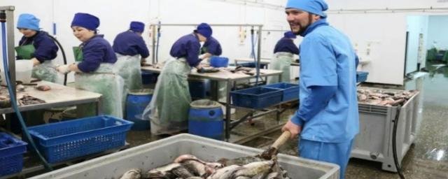 ВОЛГОГРАД. В Волгоградской области растут промышленный улов рыбы и объемы производства рыбной продукции