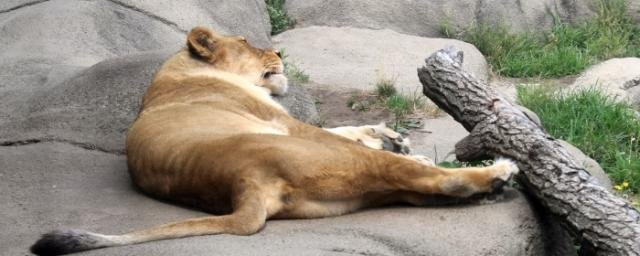 ВОЛГОГРАД. Волгоградский зооцентр «Дино» приютил львицу из Дагестана