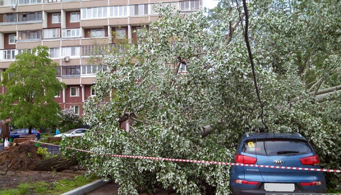 600 деревьев повалил ветер в Крыму