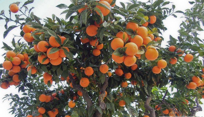 АБХАЗИЯ. Абхазские мандарины: Россия нарастила экспорт "оранжевого золота"