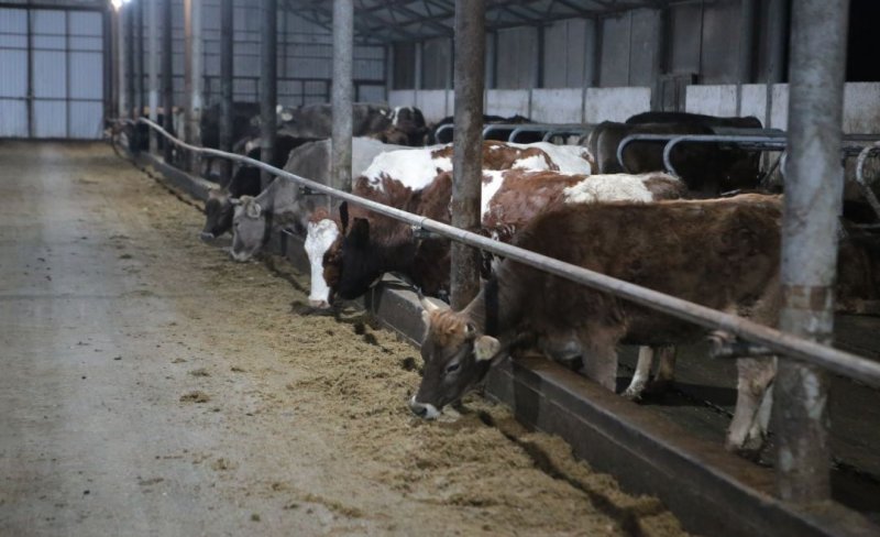 ЧЕЧНЯ. Статистика: в республике за полгода значительно увеличилось поголовье крупного рогатого скота