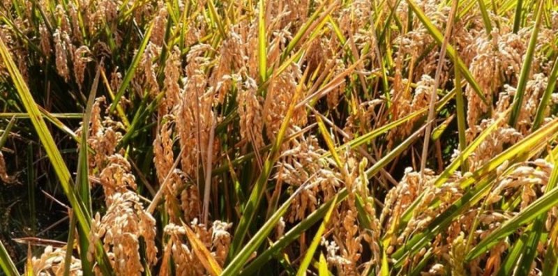 ЧЕЧНЯ. В  Гудермесе валовой сбор риса составил 5,2 тысяч тонн