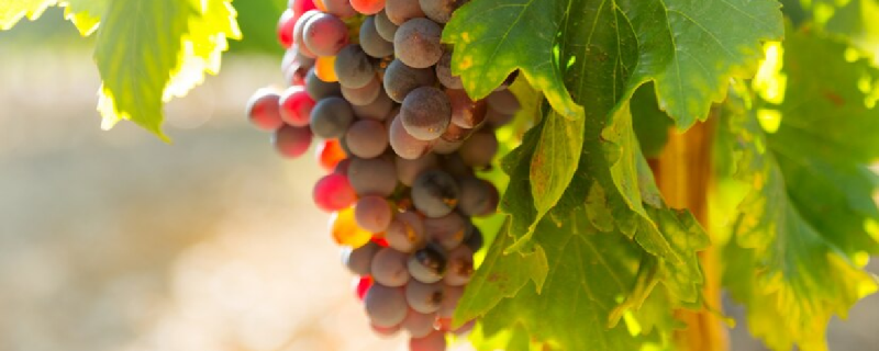 КРАСНОДАР. В Краснодарском крае питомники закрывают более 60% потребностей региона в саженцах винограда