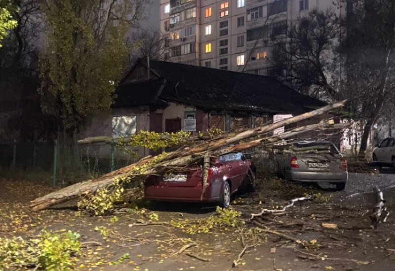 РОСТОВ. В Волгодонске бушующий ветер повалил на автомобиль дерево