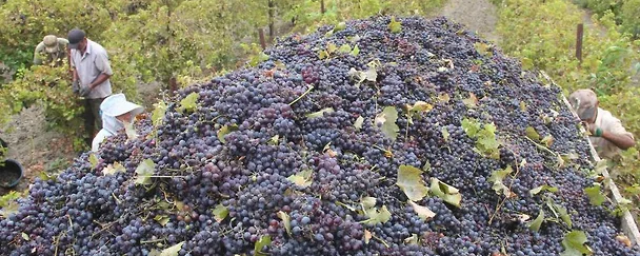 СТАВРОПОЛЬЕ. Ставрополье собрало на треть меньше винограда, чем в прошлом году