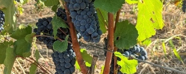 СТАВРОПОЛЬЕ. В Ставрополье сертифицировали первый в СКФО полностью органический виноград