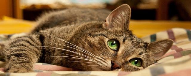 Ученые предупредили об опасности заражения кошачьим паразитом T. gondii