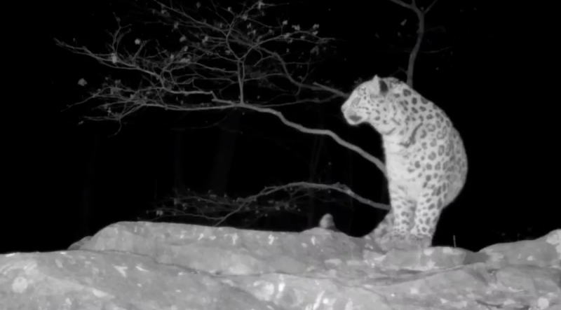 В «Земле леопардов» узнали об еще одном обитателе парка, которого ранее не встречали