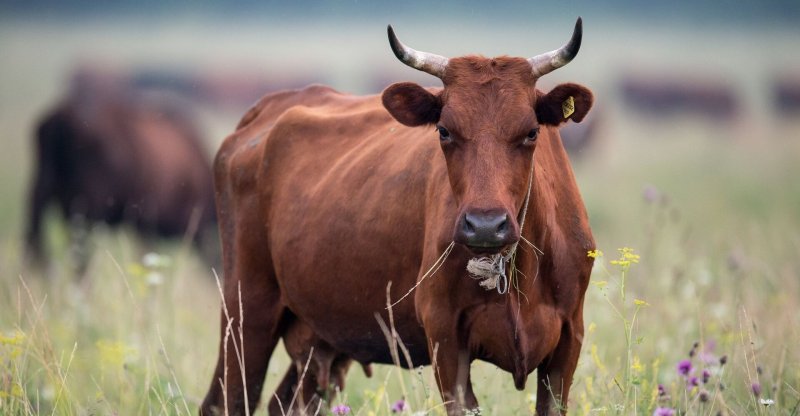 ЧЕЧНЯ. Статистика: в республике на 12,1% возросла численность поголовья крупного рогатого скота