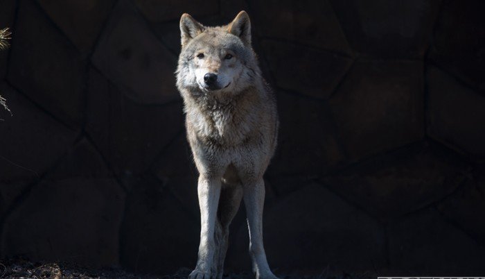 Экшн "Волчица" - Чадов снимет фильм в горах Абхазии
