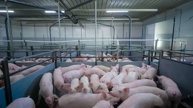 КРАСНОДАР. Поголовье свиней на Кубани за год сократилось на 16%